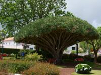 Drachenbaum im Florencio Terra Park, Horta - Faial